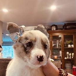Robin - Blue merle and white female Cardigan Welsh Corgi puppy in Des Plaines, Illinois from Ataraxis Cardigan Welsh Corgis