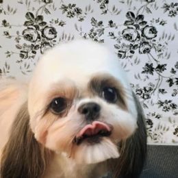 Shih Tzu puppies from D's DeVine Shih-Tzu