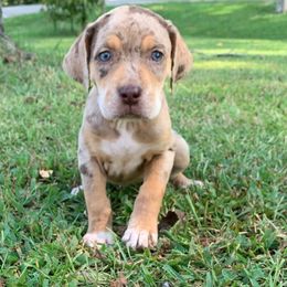 Yellow collar male - Red merle male Catahoula Leopard Dog puppy in Gadsden, Alabama from Rich Cat’s