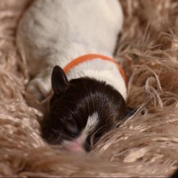 Rocky- Orange Collar - Brown and gray male Wirehaired Pointing Griffon puppy in Menan, Idaho from Star•CH Wirehaired Pointing Griffons