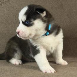 Daiki - Black and white male Siberian Husky puppy in Miami, Florida from House of Ace & Iza