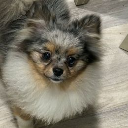 Zadie - Pomeranian