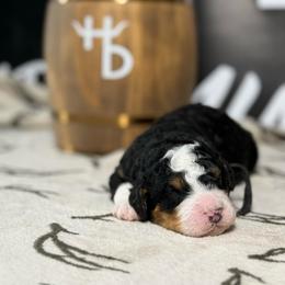 BENELLI - Tri-color male Bernedoodle puppy in Corpus Christi, Texas from The Henke Doodles