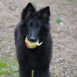 Finley - Black male Belgian Tervuren puppy in South Point, Ohio from Aftershock Belgians