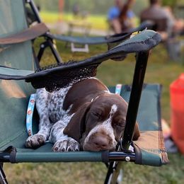 German Shorthaired Pointers from Donna's German Shorthaired Pointers