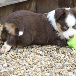 Border Collie, English Setter, and Miniature American Shepherd Puppies from First Harmony Farms