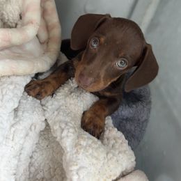 Basset Hound and Dachshund Puppies from Heyliger Hounds