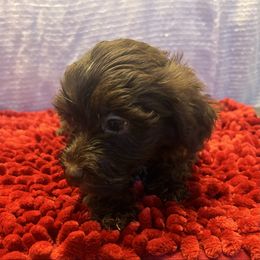 Puppy 6 - Brown female Whoodle puppy in Corinth, Maine from Whoodles of Maine