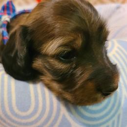 Jesse - Cream male Dachshund puppy in Waynesboro, Tennessee from Owl Hollow Farm Miniature Dachshunds