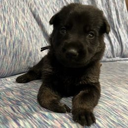 Girl 4 - female German Shepherd puppy in Beech Grove, Arkansas from Backwoods Kennels
