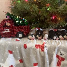 Boy 4 - Wolf sable male Pomsky puppy in Mesa, Arizona from Platinum Pomskies