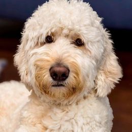 Buddy - Goldendoodle