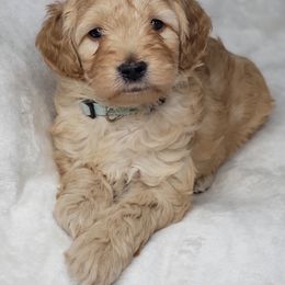 Goldendoodle Puppies from Lake Village Doodles