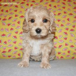 Tide - Apricot male Australian Labradoodle puppy in Hackettstown, New Jersey from Sunny Heart Doodles