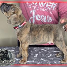 Titan - Gray brindle male Cane Corso puppy in Warren, Ohio from Northeast Ohio Cane Corso
