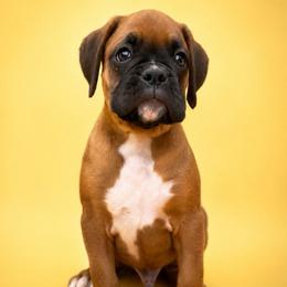 Yellow - Fawn male Boxer puppy in Okaloosa County, Florida from Archangel Boxers