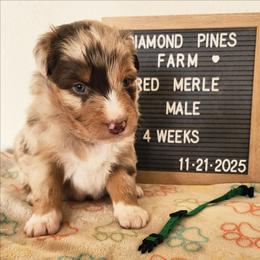 Teal - Red merle male Australian Shepherd puppy in Camp Verde, Arizona from Diamond Pines Farm