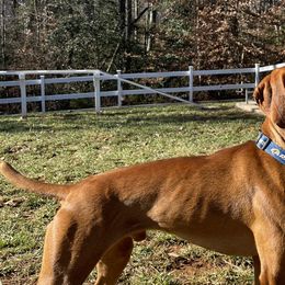 Coop - Vizsla