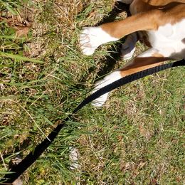 Boxer Puppies from Whynot Blue Ridge Mountain Boxer's