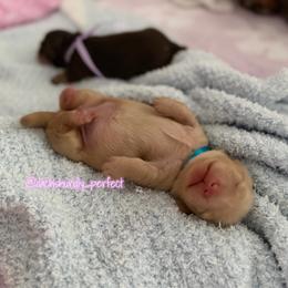 Zeke- 5000 - Cream male Dachshund puppy in Summerfield, Florida from Dachshundly Perfect