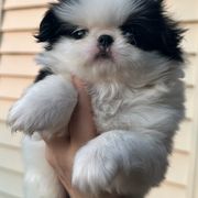 Marilyn - Black tan and white female Japanese Chin puppy in San Diego, California from Itty Bittys