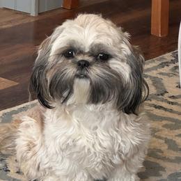 Zorya - Shih Tzu
