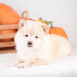 Misaki - Wooly Cream Boy - Cream male Shiba Inu puppy in Neosho, Missouri from Sunny Terrace Shibas