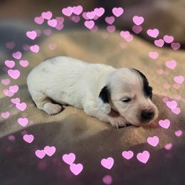 Snoopy - Piebald male Dachshund puppy in Alvin, Texas from Cosson's Dachshunds of Alvin
