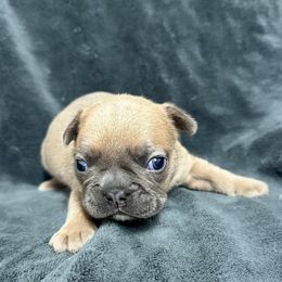 Jingle - Blue fawn male French Bulldog puppy in Pembroke, Kentucky from Presidential Frechies