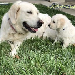 Golden Retriever Puppies from Joyful Golden Retrievers