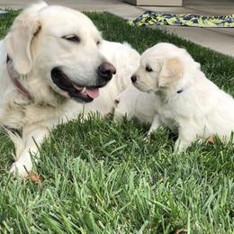 Golden Retriever Puppies from Joyful Golden Retrievers