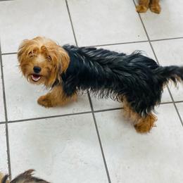 Girl 2 - Black and gold female Yorkshire Terrier puppy in Marion, Indiana from Thomas Terriers