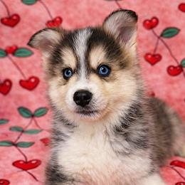 Mason - Wolf sable male Pomsky puppy in Bolton, Connecticut from Elle Pomsky