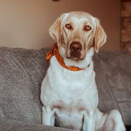 Molly Mae - Labrador Retriever