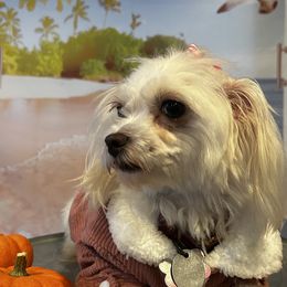 Luna - Maltese