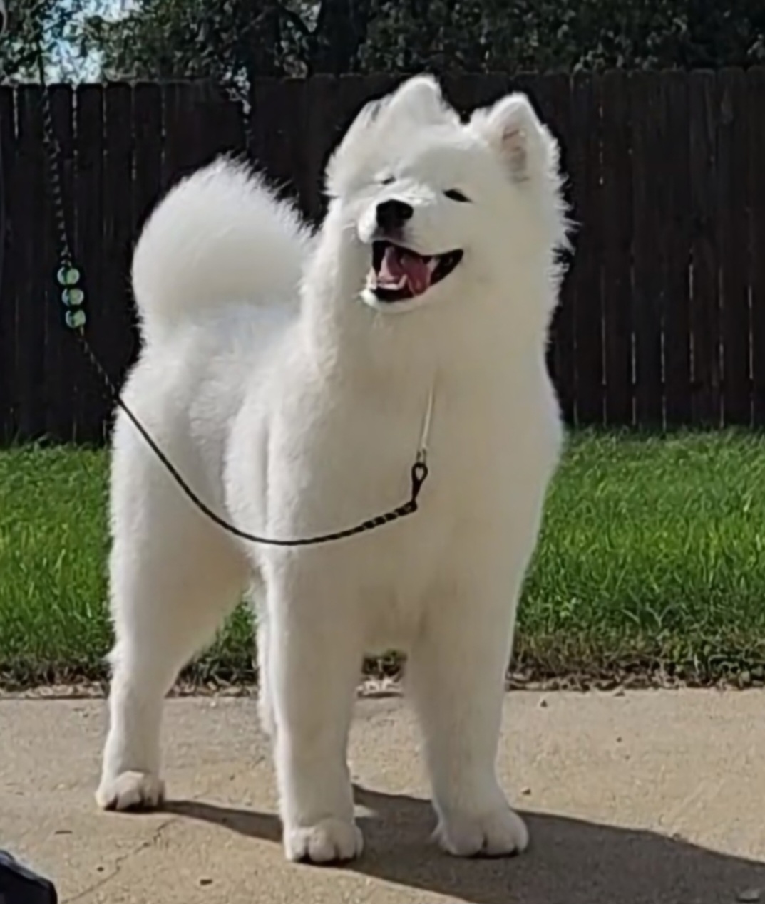 Yetta - Samoyed
