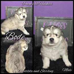 Bode - Gray and white male Siberian Husky puppy in Bloomfield, Indiana from Paiges lil huskies