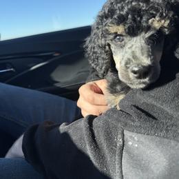 Poodle Puppies from Foot Hills Amazing Poodles