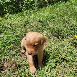 Labrador Retriever Puppies from Rebecca Barkelew