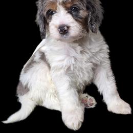 Cash - Merle male Springerdoodle puppy in Fargo, North Dakota from Dakota SpringerDoodles