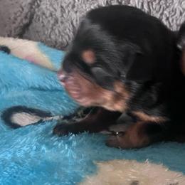 Baby girl - Black and tan female Rottweiler puppy in Mancelona, Michigan from Nicolle Stone