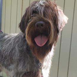 Wirehaired Pointing Griffons from Lorraine Rothrock's Wirehaired Pointing Griffons