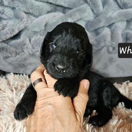Boy 2 - Apricot male Goldendoodle puppy in Stevens Point, Wisconsin from Dogs of Dewey Acres