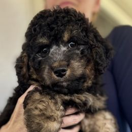 Hawk - Phantom male Bernedoodle puppy in Concord, California from Golden State Good Dogs