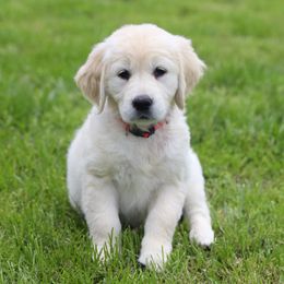 Dachshund and Golden Retriever Puppies from Mount Calm Golden Retrievers