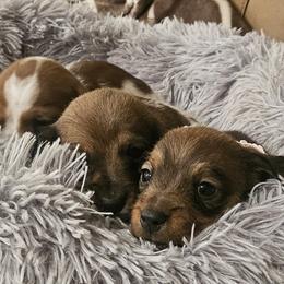 Dachshund Puppies from Arizona Desert Gold Dachshunds