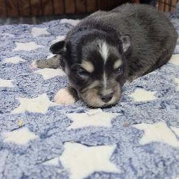 Mischa - Black tri female Toy Australian Shepherd puppy in Leonard, Texas from Tin Roof Aussies
