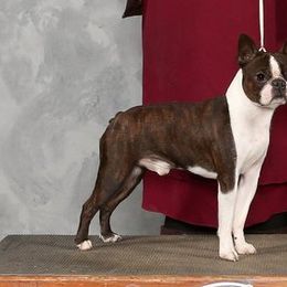 Boston Terriers and Boxers from Quinney’s Boxers and Boston Terriers