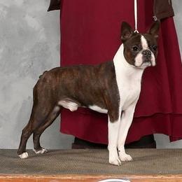 Boston Terriers and Boxers from Quinney’s Boxers and Boston Terriers