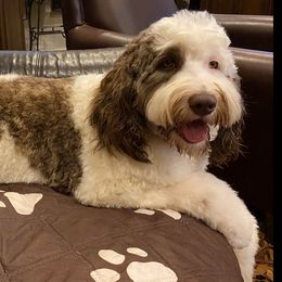Australian Labradoodles from The Noble Doodle